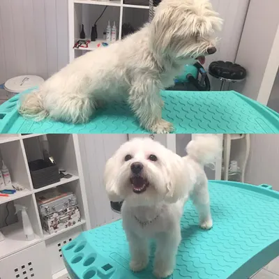 Salon Pielęgnacji Psów MintyDog